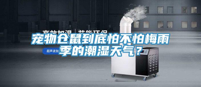 寵物倉鼠到底怕不怕梅雨季的潮濕天氣？