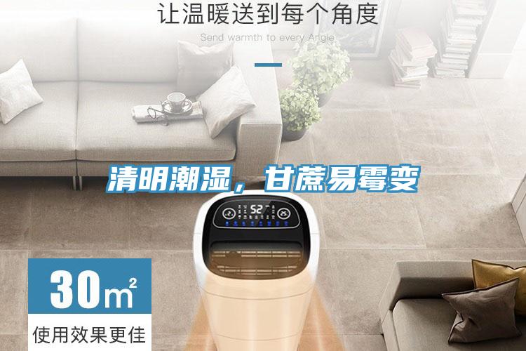 清明潮濕，甘蔗易黴變