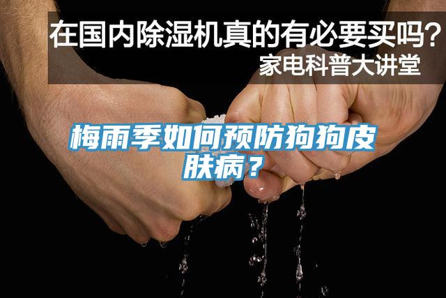 梅雨季如何預防狗狗皮膚病？