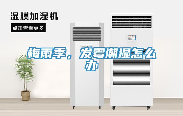 梅雨季，發黴潮濕怎麽辦