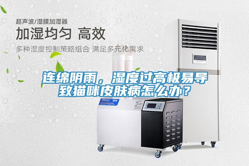 連綿陰雨，濕度過高極易導致貓咪皮膚病怎麽辦？