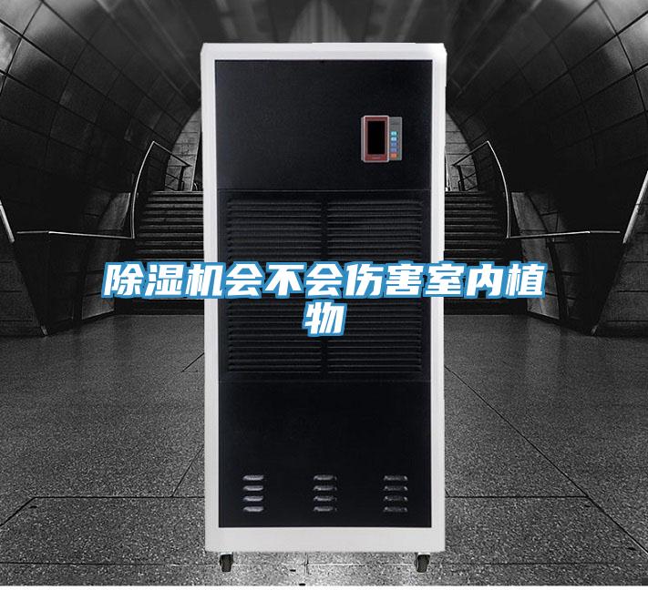 91看片软件大全會不會傷害室內植物