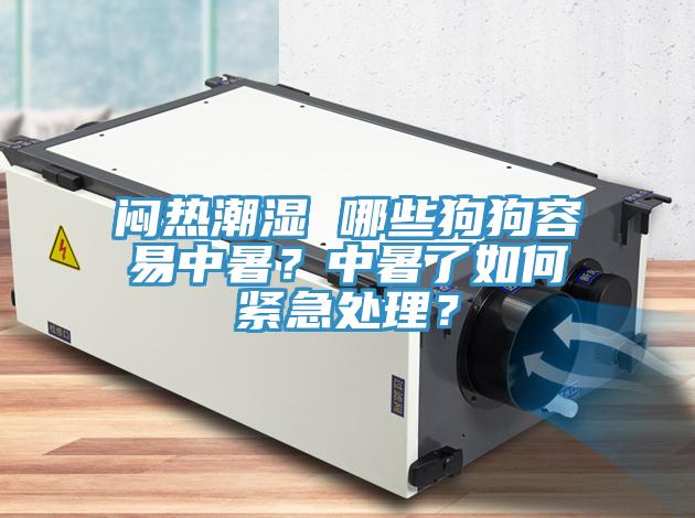 悶熱潮濕 哪些狗狗容易中暑？中暑了如何緊急處理？