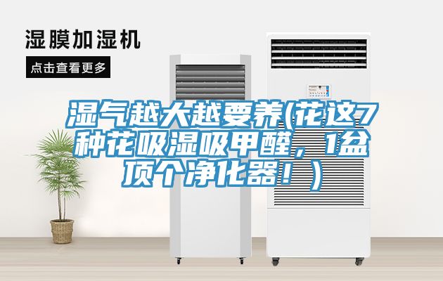 濕氣越大越要養(花這7種花吸濕吸甲醛，1盆頂個淨化器！)