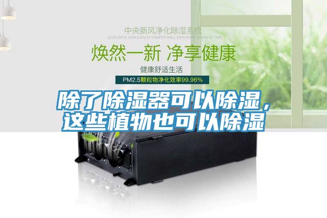 除了除濕器可以除濕，這些植物也可以除濕